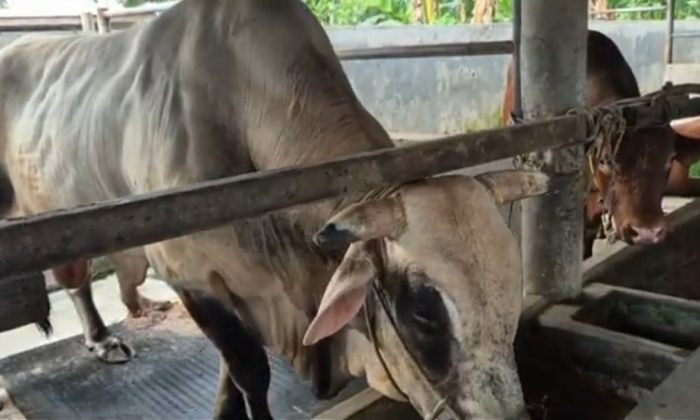 Waketum MUI: Sapi Bantuan Kurban Presiden Pakai APBN Sah Secara Syariat dan Konstitusional