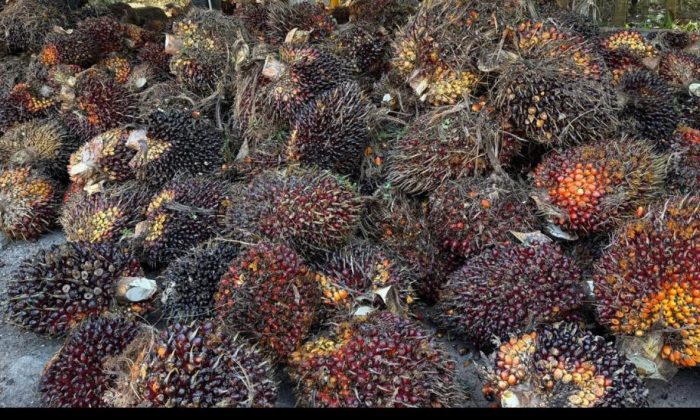 Menyulap Sawit hingga Nilai Ekonominya Belasan Kali Lipat