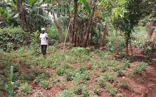 From Seed to Canopy: How a GEF-Funded Smallholder Project is Restoring the Environment, Building Livelihoods