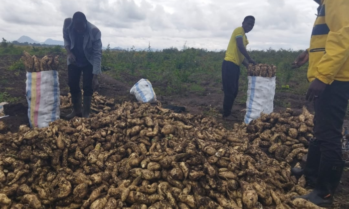 Cleaning Up the Fields: Across Africa and Asia GEF is Helping Farmers Rewrite Their Pesticide Story