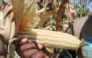 Want to Feed the World? Invest in Food Systems