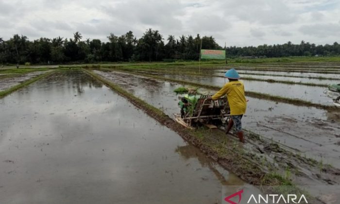 Bupati: Teknologi pertanian tingkatkan produktivitas panen di Bantul