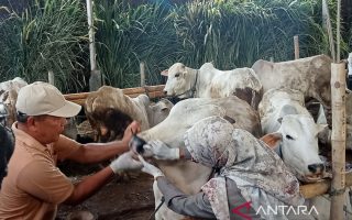 Dua sapi Bantul lolos seleksi jadi kurban Presiden Prabowo