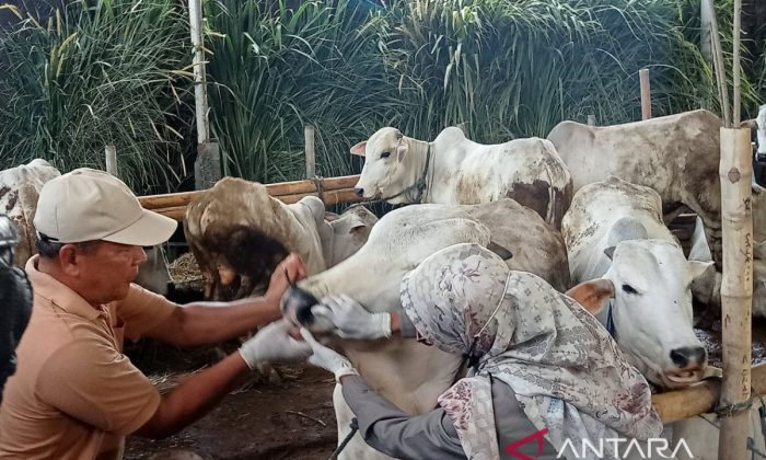 Dua sapi Bantul lolos seleksi jadi kurban Presiden Prabowo