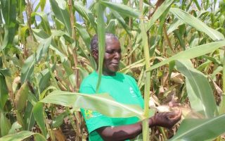 Field-Based Research Is a Lifeline for Zimbabwe’s Food Security