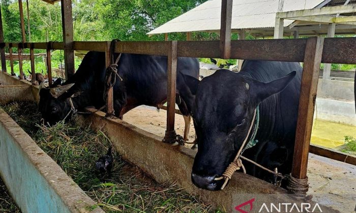 Seskab Teddy borong 35 sapi kurban dari peternak Boyolali