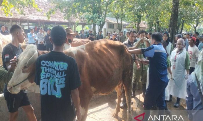 DP3 Sleman optimistis kekurangan 5.381 hewan kurban dapat terpenuhi