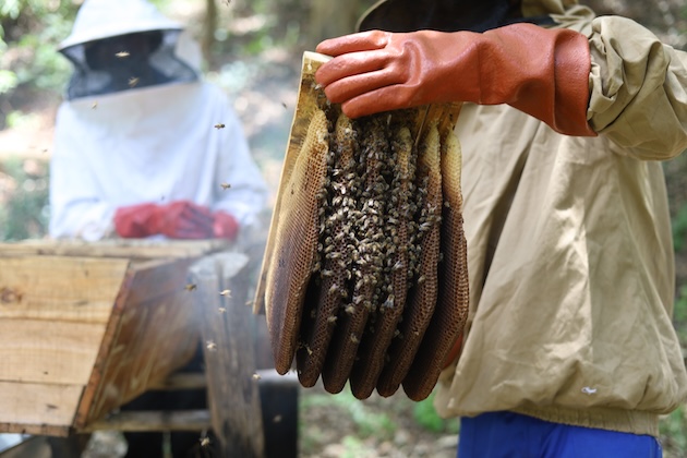 One of the Oldest Agricultural Innovations Needs New Actions