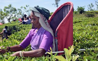 Tea’s Future Depends on Its Farmers