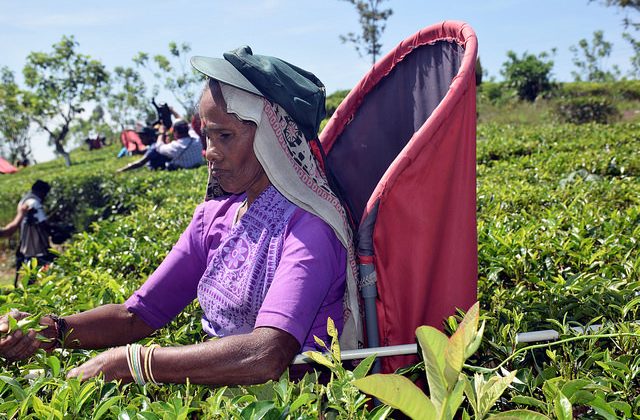 Tea’s Future Depends on Its Farmers