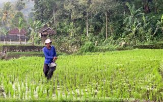 Mentan: Pupuk subsidi terjaga buat produksi beras RI terus naik