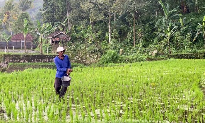 Mentan: Pupuk subsidi terjaga buat produksi beras RI terus naik