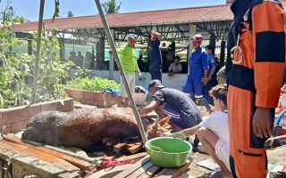 BPBD Gunungkidul evakuasi seekor sapi yang tercebur ke sumur