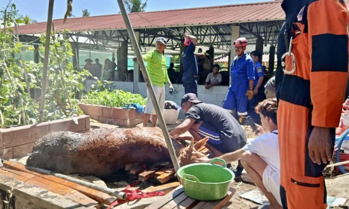 BPBD Gunungkidul evakuasi seekor sapi yang tercebur ke sumur
