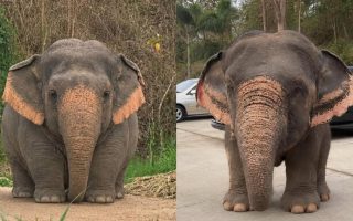 Fakta Mengejutkan! Gajah Borneo Disebut sebagai Salah Satu Gajah Paling Langka dan Terkecil di Dunia