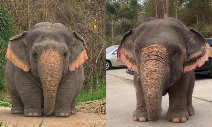 Fakta Mengejutkan! Gajah Borneo Disebut sebagai Salah Satu Gajah Paling Langka dan Terkecil di Dunia