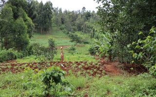 Universities Join Hands to Enhance Agroforestry Research for Mitigating Climate Change