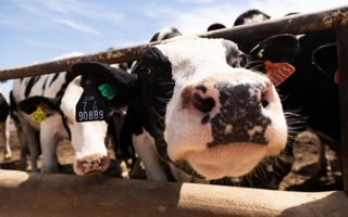 The Forgotten Triumph of Rinderpest Eradication, and the Cost of Ignoring Its Lesson
