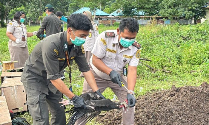 Australia laporkan kasus pertama flu burung varian HS yang mematikan