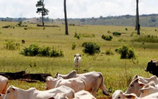 Billions Lost as Secret Financial Networks Fuel Forest Destruction in Brazil and Cameroon