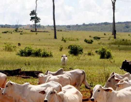 Billions Lost as Secret Financial Networks Fuel Forest Destruction in Brazil and Cameroon