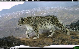 In Sikkim, Snow Leopards and Communities Share the High Mountains