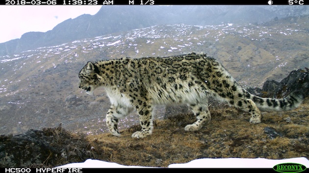 In Sikkim, Snow Leopards and Communities Share the High Mountains