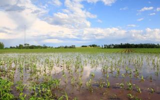 The Overlooked Impact of Flooding on Crops, Soils and Food Systems