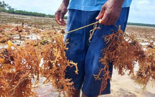 Why sustainable alternatives to plastic are struggling to compete