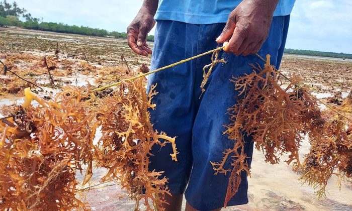 Why sustainable alternatives to plastic are struggling to compete