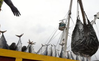 Global fish production hits new high, but climate threats loom