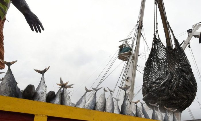 Global fish production hits new high, but climate threats loom