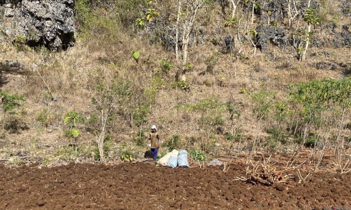 DPRD Gunungkidul ajukan Raperda perlindungan dan pemberdayaan petani
