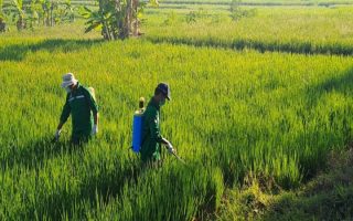 DP3 Sleman memperkuat pengendalian terpadu wereng jaga produktivitas padi