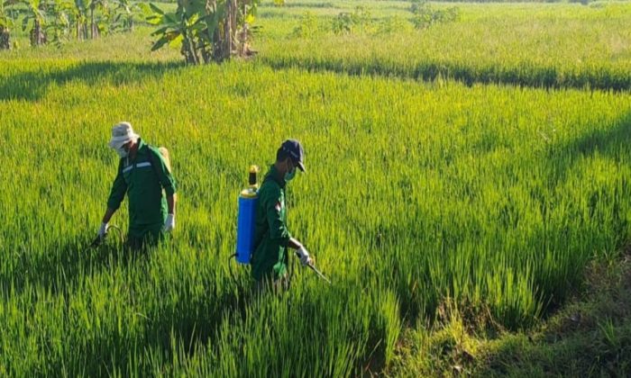 DP3 Sleman memperkuat pengendalian terpadu wereng jaga produktivitas padi