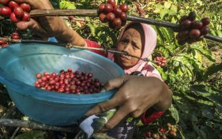 Budi daya kopi di Gunung Gambar