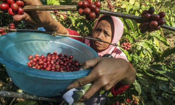 Budi daya kopi di Gunung Gambar