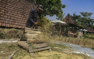 Bulog Yogyakarta capai target penyerapan gabah 2026