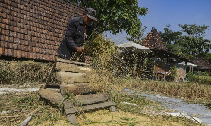 Bulog Yogyakarta capai target penyerapan gabah 2026