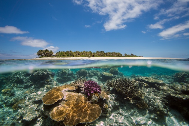 Human-Caused Climate Change, Not El Niño, Drives Most Coral Bleaching Events – Research