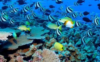 Abu Dhabi’s Coral Promise to the Future