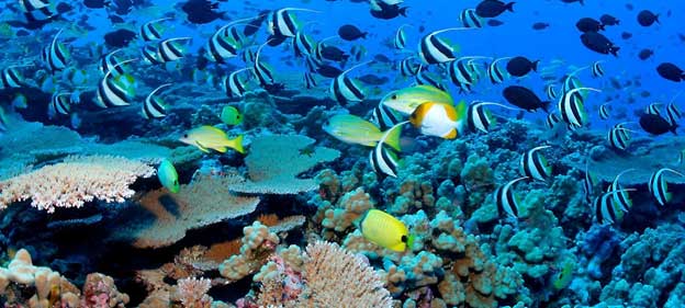 Abu Dhabi’s Coral Promise to the Future