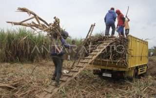 Transformasi koperasi petani tebu penting dilakukan