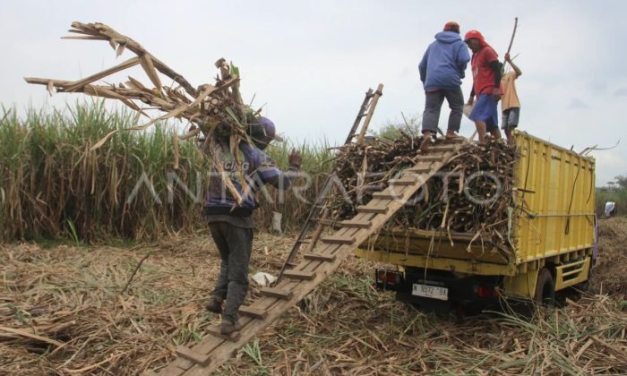 Transformasi koperasi petani tebu penting dilakukan