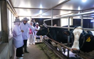 Pemerintah siapkan integrasi koperasi susu ke rantai pasok MBG