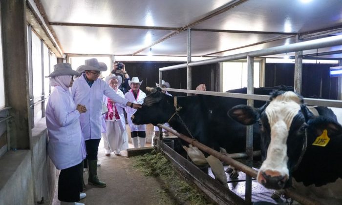 Pemerintah siapkan integrasi koperasi susu ke rantai pasok MBG