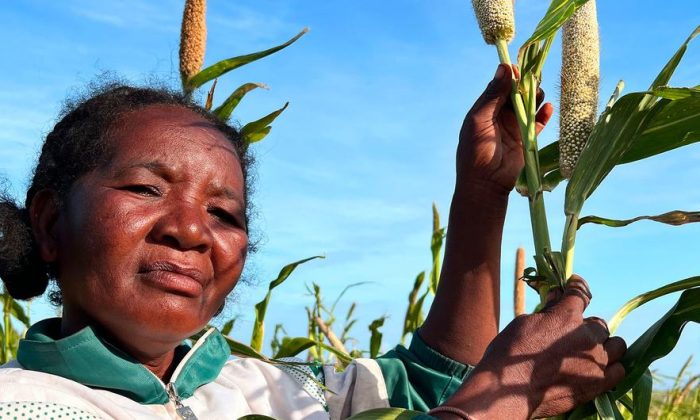 El Niño forecast to intensify, increasing likelihood of extreme weather