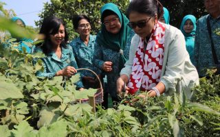 TP PKK Kulon Progo perkuat ketahanan pangan keluarga