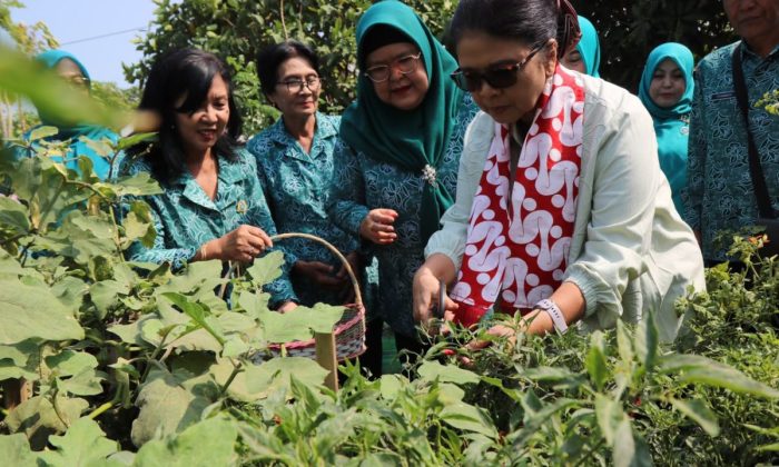 TP PKK Kulon Progo perkuat ketahanan pangan keluarga