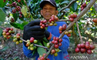 Kulon Progo memperkuat ekonomi kerakyatan lewat peluncuran "Kopi Roro"